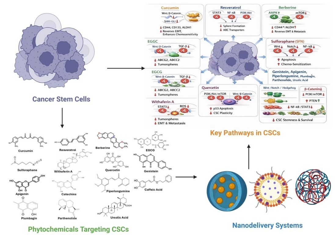 cancer stem cells; phytochemicals; medicinal plants; stemness pathways; chemoresistance; anticancer activity