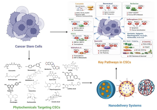 cancer stem cells; phytochemicals; medicinal plants; stemness pathways; chemoresistance; anticancer activity